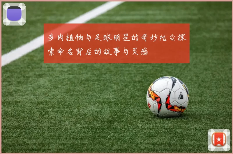 多肉植物与足球明星的奇妙结合探索命名背后的故事与灵感